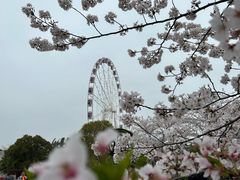 -顾村公园