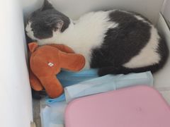 -瑞派福兴宠物医院犬猫全科·骨科·中西医结合(河东店)