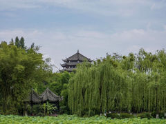 -桂湖森林公园