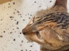 -瑞派康怡24h宠物医院·犬猫医疗中心·微创绝育(瑞景分院)