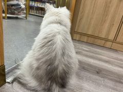 -BABIT巴比特宠物(MOMOPARK店)