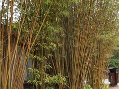 -咸宁万豪温泉谷度假区