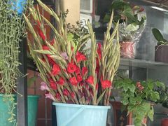 -溪岸路花鸟市场