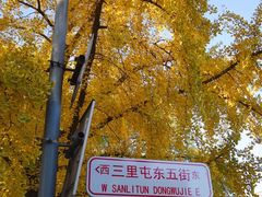 -三里屯东五街银杏大道