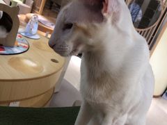 -猫和宫(六道口店)