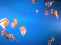 -太平洋海底世界