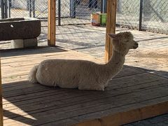 -长白岛森林公园