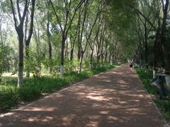 -大兴滨河森林公园