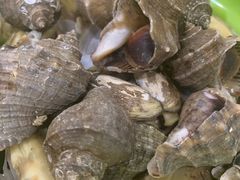 -铂丽斯国际大酒店-凯悦自助餐厅