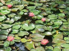 -池杉湖湿地公园