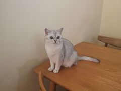 -滚猫咖啡·猫咖·猫友好撸猫(未来城店)