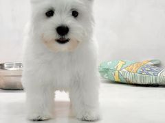 -翊宠yipet猫狗购宠庄园犬舍•猫舍