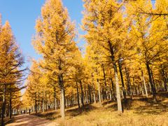 -塞罕坝国家级自然保护区