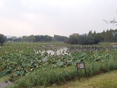 -无锡蠡湖国家湿地公园-蠡园