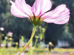 -紫海香堤香草艺术庄园