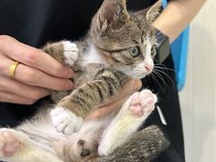 -佳怡动物医院·平价24小时·猫专科骨外科