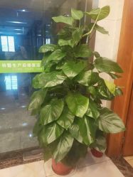 点击看大图 -Dr.林醫生产后修复·配方产康(南京江宁万达店)