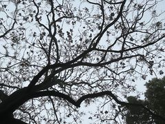 -南山植物园