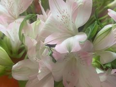-双季花艺园艺市场(浦东店)