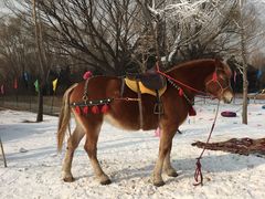 -北京亚布洛尼朝阳公园滑雪场