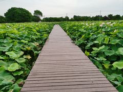 -梁鸿国家湿地公园