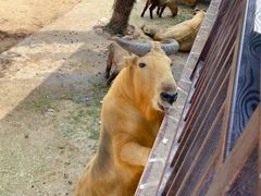 -西霞口神雕山野生动物世界