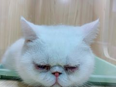-屋虎猫馆(宝安大仟里店)