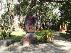 -瑞丽独树成林风景区