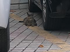 -安安宠医宠物医院·异宠·犬猫内科(岳阳分院)