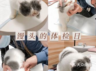 宠物体检｜加菲猫又有什么坏心思呢