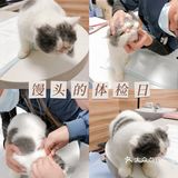宠物体检｜加菲猫又有什么坏心思呢