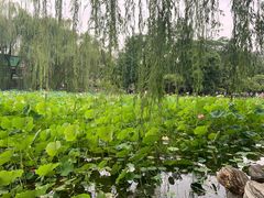 -莲湖公园