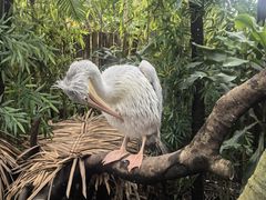 -广州长隆野生动物世界