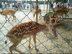 -长白岛森林公园