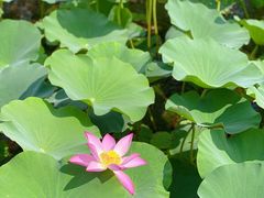 -西青郊野公园