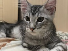 -袖虎·猫馆(体育西路店)