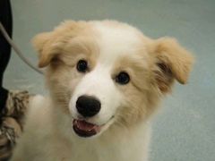 -动物缘宠物医院·骨科·猫科(西二环店)