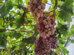 -金谷域澳洲庄园