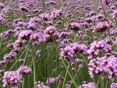 -杭州城北体育公园