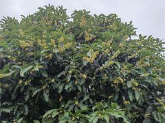 -铁山坪森林公园
