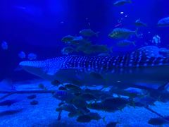 -烟台海昌鲸鲨海洋公园