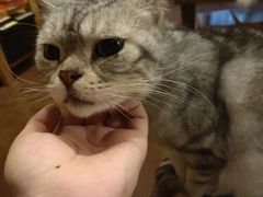 -猫猫幼稚园·撸猫·桌游·电玩