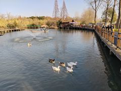 -溱湖国家湿地公园