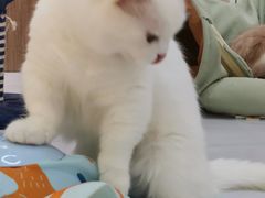 -COLOR PETS 撸猫馆·购猫·猫咖(长风大悦城店)