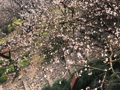 -香雪海