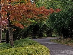 -上海共青森林公园