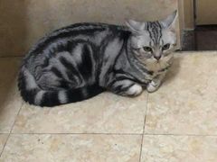 -圣宠动物医院·犬猫专科·影像中心·外科中心
