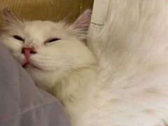 -猫域·湾主题猫咖·宠物吧(南坪城市广场店)