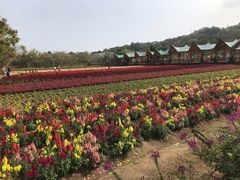 -丹樱生态园