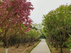 -大兴滨河森林公园